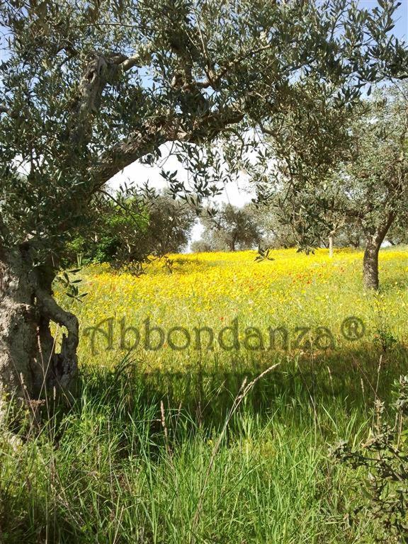 Willa Agriturismo Abbondanza Alberobello Zewnętrze zdjęcie